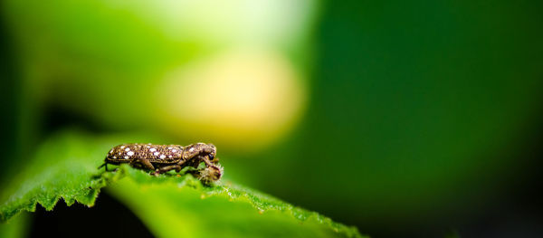 Close-up of insect on leaf