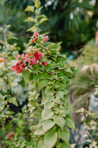 Close-up of red flowering plant