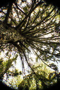 Low angle view of trees