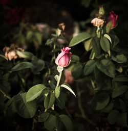 Close-up of pink rose blooming in park