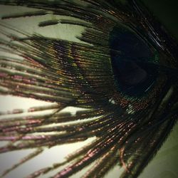 Full frame shot of feather