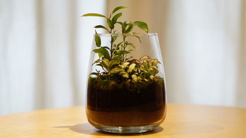 Close-up of potted plant on table