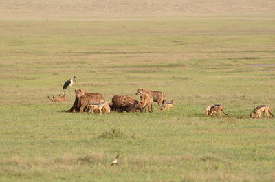 Foxes and hyenas eating dead animal on field