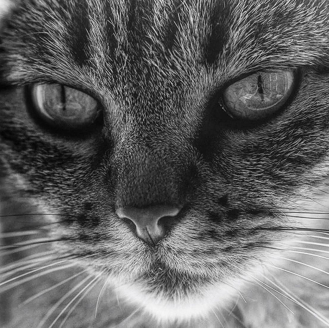 animal themes, one animal, pets, domestic cat, close-up, mammal, animal eye, cat, whisker, domestic animals, animal head, feline, animal body part, portrait, looking at camera, full frame, backgrounds, extreme close-up, part of, staring