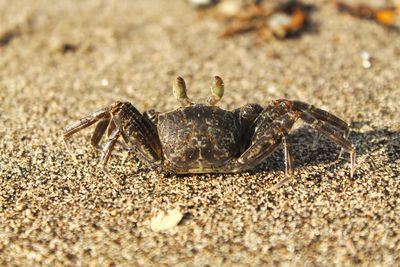 Close-up of crab on beach