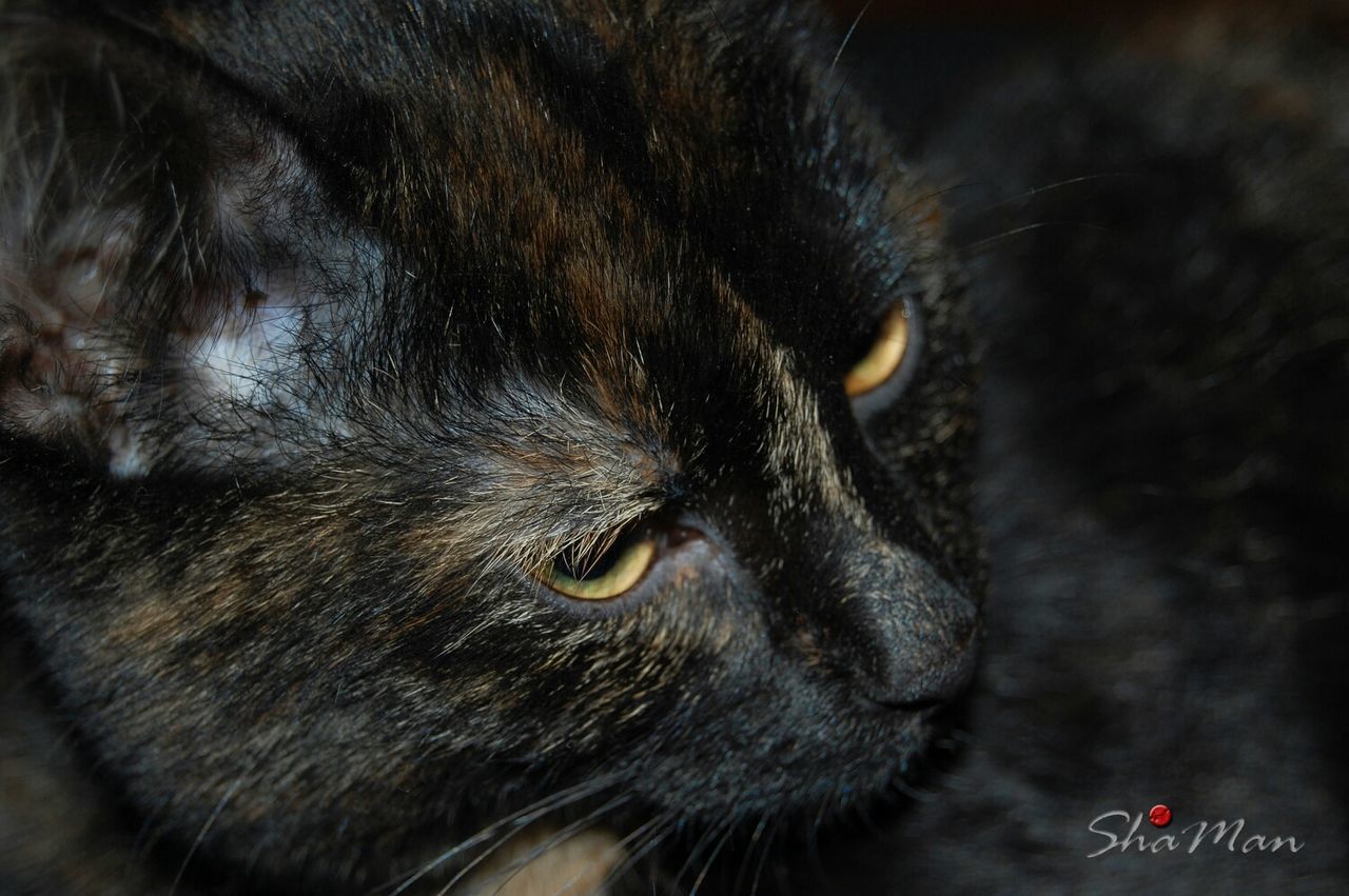 animal themes, one animal, domestic cat, pets, domestic animals, mammal, cat, whisker, close-up, feline, indoors, animal head, focus on foreground, black color, animal body part, no people, looking away, relaxation, high angle view, animal hair