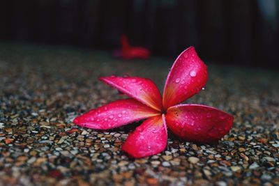 Close-up of red flower