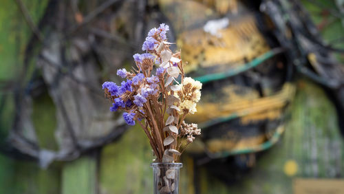 Close-up of purple flowering plant