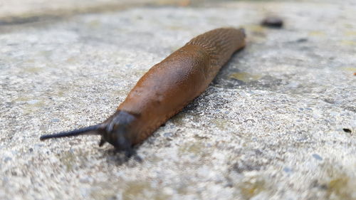 slug