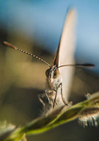 Close-up of butterfly on leaf