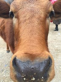 Close-up of goat