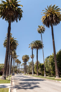 Palm trees against sky