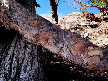 Low angle view of tree trunk against sky