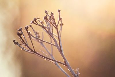 Dried tansy under the sun rays in the foggy morning outdoor