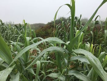 Close-up of crops growing on field against sky