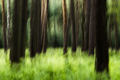 Trees on field