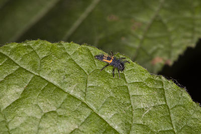 Close-up of insect on leaf