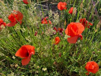 Close-up of red poppy flowers in field