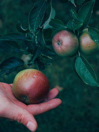 Cropped hand holding growing apple on tree