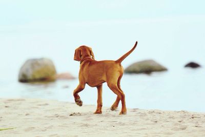 Rear view of dog walking by lake