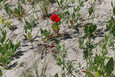 Close-up of poppy blooming on field