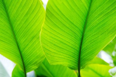 Close-up of fresh green leaves