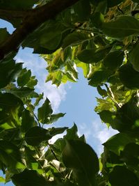 Low angle view of leaves against sky