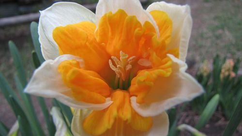 Close-up of white flower