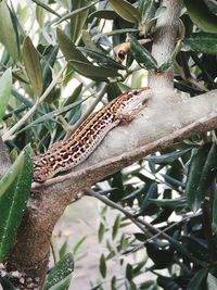 Close-up of lizard on tree