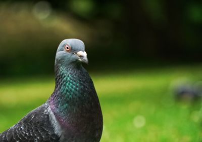 Close-up of pigeon