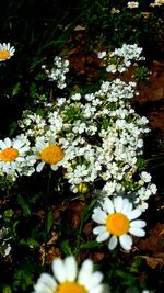 Close-up of white daisy flowers