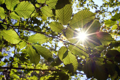 Low angle view of sunlight streaming through tree