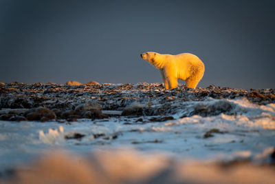 Polar bear stands at sunset lifting head
