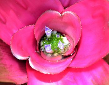 Close-up of pink rose flower