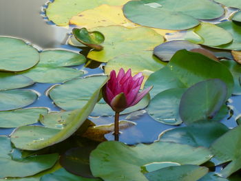 Lotus water lily in lake