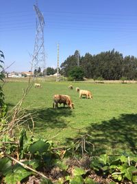 Horses grazing in a field