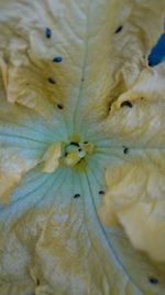 Full frame shot of fruit