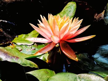 Close-up of lotus water lily in pond