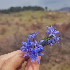 Close-up of hand holding purple flowering plant