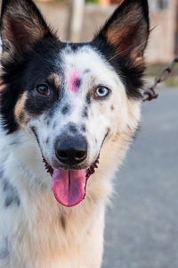 Close-up portrait of a dog