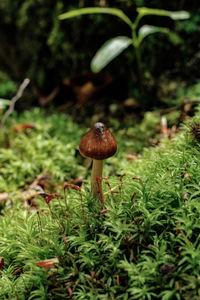 Close-up of mushroom growing on field