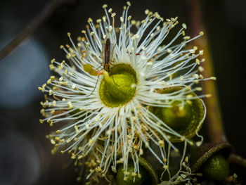 Close-up of a mosquito feeding on eucalyptus nectar