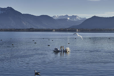 View of swans swimming in lake