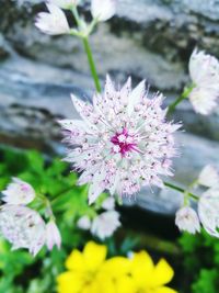 Close-up of pink flowers