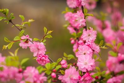 Close-up of pink flowering plant