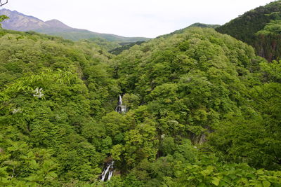 Scenic view of forest