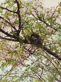 Low angle view of a tree