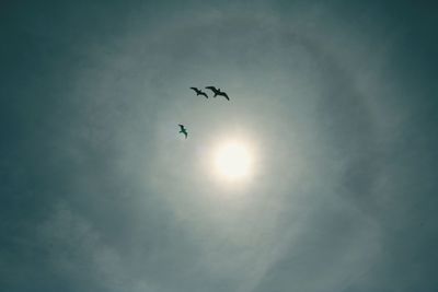 Low angle view of bird flying in sky