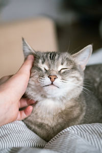 Cat on hand