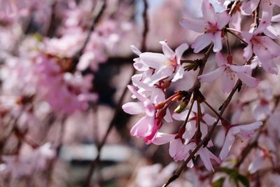 Close-up of pink cherry blossoms